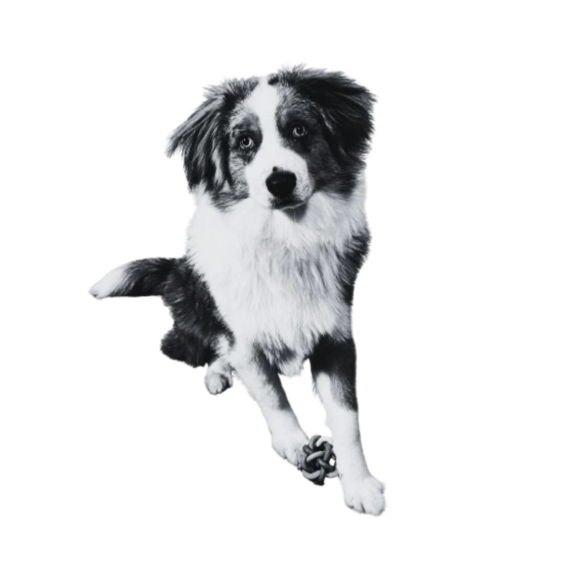 Agenturhund Danger bei aura²wei – Office Dog und Feel-Good-Manager.